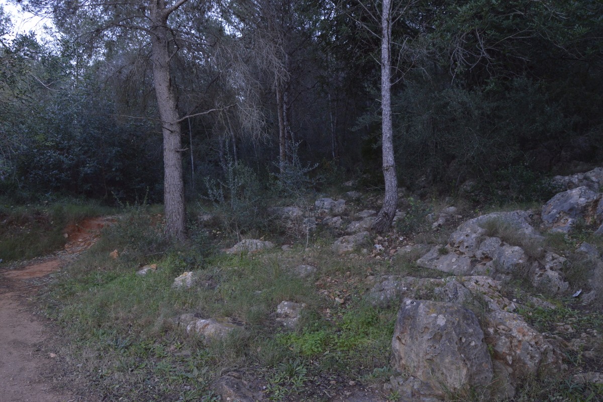 Sender i paisatge forestal de la Ruta de l’Ombria