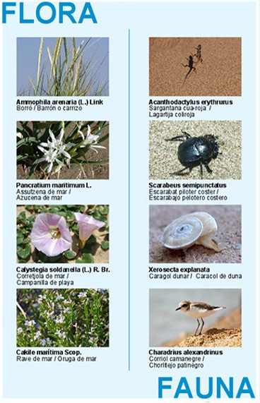 Ecosistema dunar de la Ruta dels Sentits