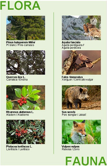 Ecosistema, flora i fauna de la Ruta dels Sentits