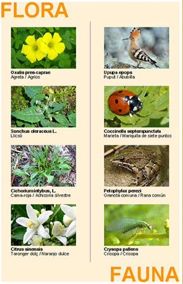 Flora i fauna de la Ruta dels Sentits a Tavernes