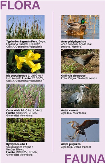 Marjal, flora i fauna de la Ruta dels Sentits